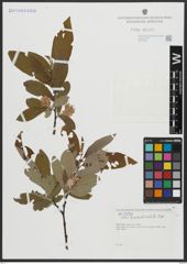 Foto von Salix appendiculata Vill.